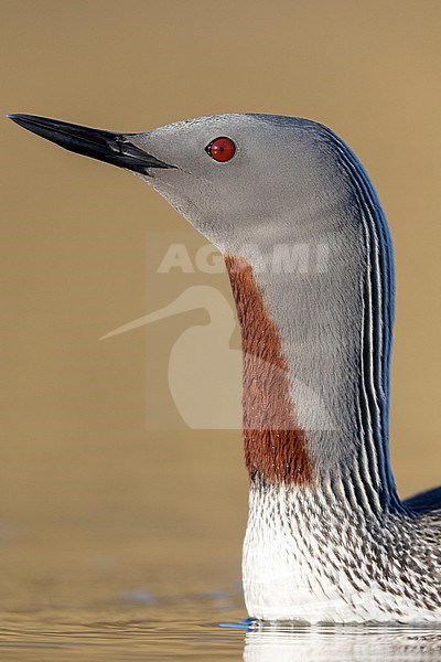 Red-throated Loon (Gavia stellata), close-up of an adult in breeding plumage, Western Region, Iceland stock-image by Agami/Saverio Gatto,