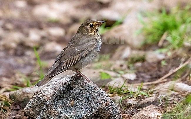 This 1st winter Swainson's Thrush (Catharus ustulatus) sitting on a rock in middle of a path to reach Lighthouse Valley, this represent the second for Corvo, Azores, Portugal. stock-image by Agami/Vincent Legrand,