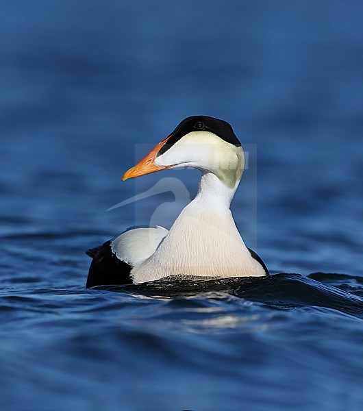 Common Eider  (Somateria mollissima ssp v-nigrum)  taken the 09/06/2022 at Nome - Alaska - USA stock-image by Agami/Aurélien Audevard,