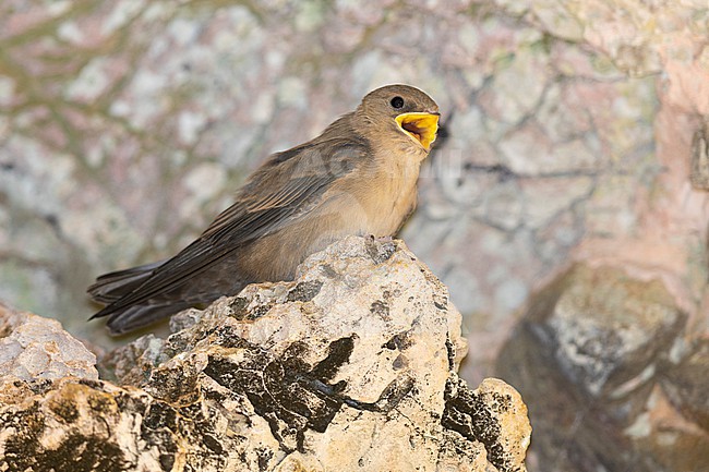 Crag Martin (Ptyonoprogne rupestris), juvenile begging for food, Campania, Italy stock-image by Agami/Saverio Gatto,