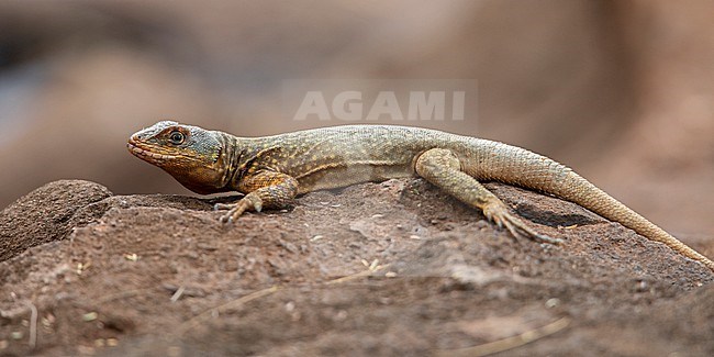 Amazon Lava Lizard (Tropidurus torquatus) at Iguazu National Park, Argentina. stock-image by Agami/Tom Friedel,