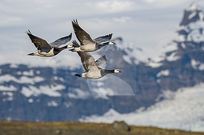 Three adult Barnacle Geese (Branta leucopsis) in flight over tundra breeding habitat on Iceland. Snow covered mountains in the background. stock-image by Agami/Daniele Occhiato,