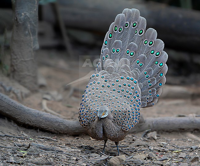 Grey peacock-pheasant (Polyplectron bicalcaratum), also known as Burmese peacock-pheasant, in Thailand. stock-image by Agami/Dani Lopez-Velasco,