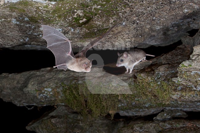 Grote Hoefijzerneus met Brandmuis, Greater Horseshoe Bat leaving cave with Striped Field Mouse stock-image by Agami/Theo Douma,