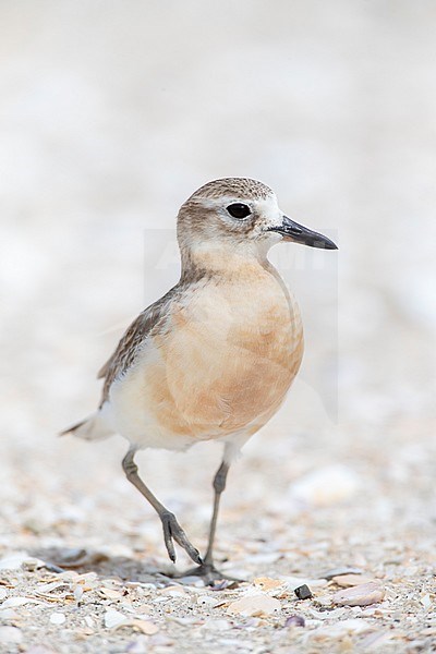 New Zealand Dotterel (Charadrius obscurus) at the coast of North Island, New Zealand. Adult standing on a sandy beach, just about to walk away. stock-image by Agami/Marc Guyt,