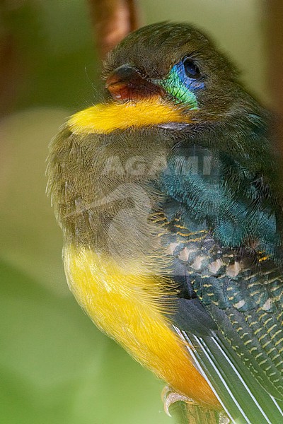 Javan Trogon (Apalharpactes reinwardtii) a close-up of a male Perched on a branch in Java stock-image by Agami/Dubi Shapiro,