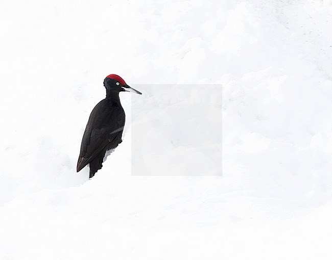 Wintering Black Woodpecker (Dryocopus martius) in Finnish taiga forest near Kuusamo during a cold winter. stock-image by Agami/Marc Guyt,