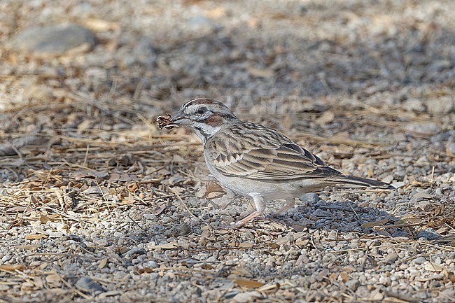 Lark Sparrow (Chondestes grammacus) in Western Mexico. stock-image by Agami/Pete Morris,