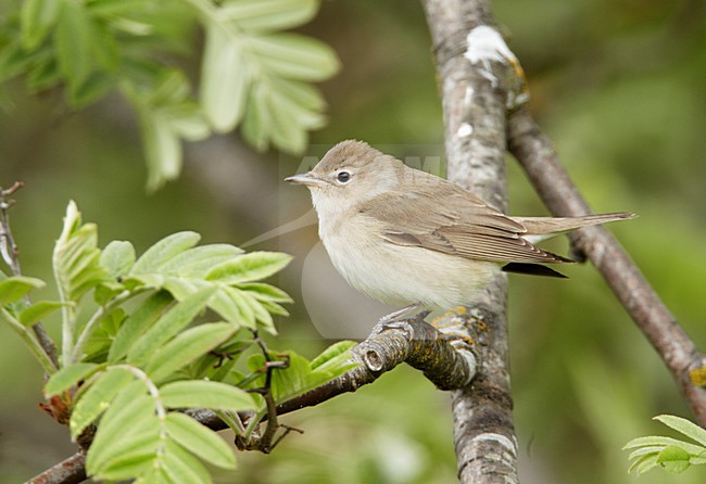 Garden Warbler perched on a branch stock-image by Agami/Markus Varesvuo,