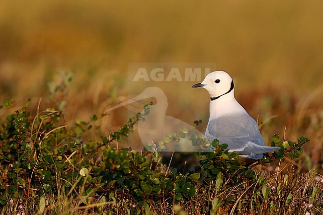 Adult Ross's Gull (Rhodostethia rosea) in summer plumage at a breeding colony in the Indigirka delta on the tundra of Siberia, Russia. Standing in low arctic vegetation. stock-image by Agami/Chris van Rijswijk,