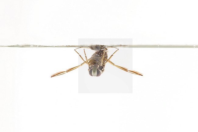 Notonecta glauca; Common Backswimmer stock-image by Agami/Theo Douma,