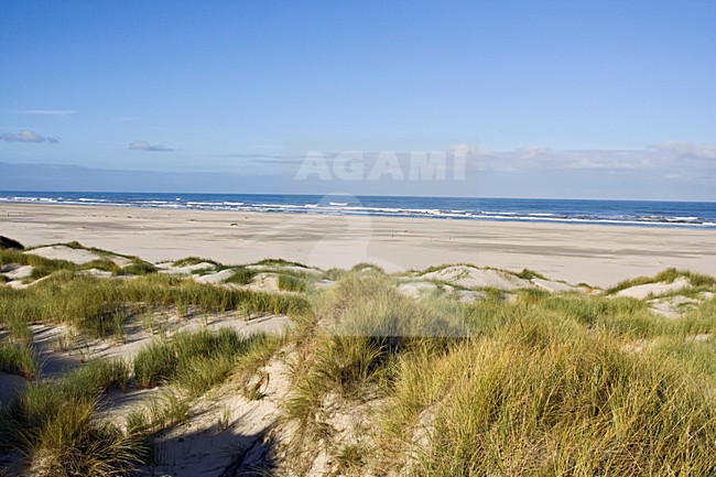 duinvorming Vlieland: new dunes Vlieland, Netherlands, Vlieland, Friesland stock-image by Agami/Marc Guyt,