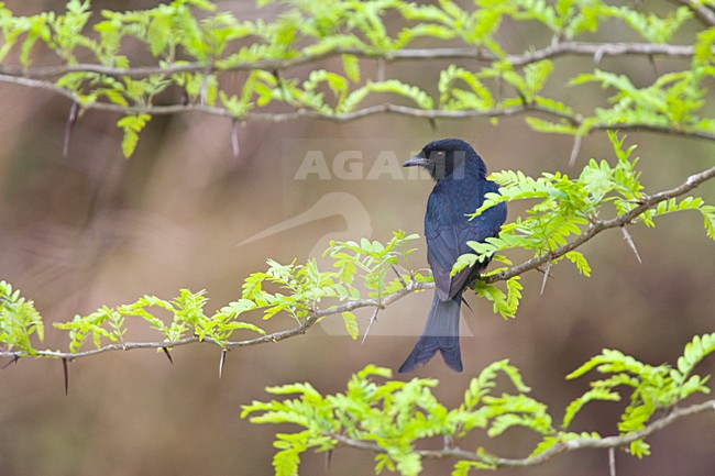 Fluweeldrongo, Fork-tailed Drongo, Dicrurus adsimilis stock-image by Agami/Marc Guyt,