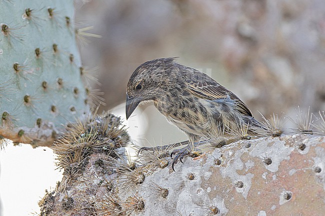 Common Cactus-Finch (Geospiza scandens intermedia) on the Galapagos Islands, part of the Republic of Ecuador. Santa Fe island. stock-image by Agami/Pete Morris,