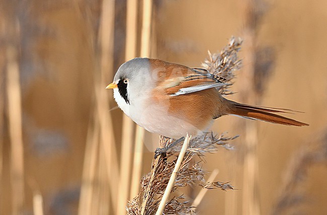 Panurus biarmicus stock-image by Agami/Eduard Sangster,
