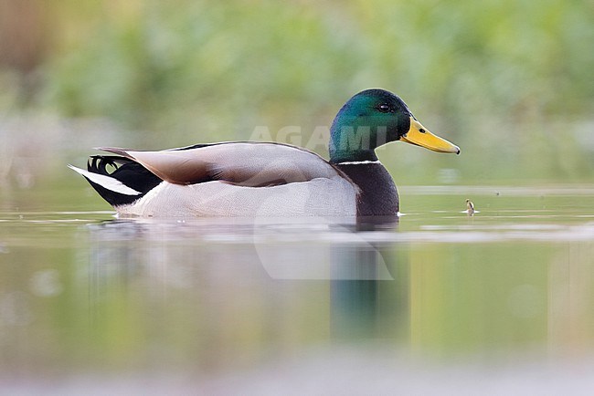 Mallard (Anas platyrhynchos), side view of an adult male swimming in the water, Campania, Italy stock-image by Agami/Saverio Gatto,