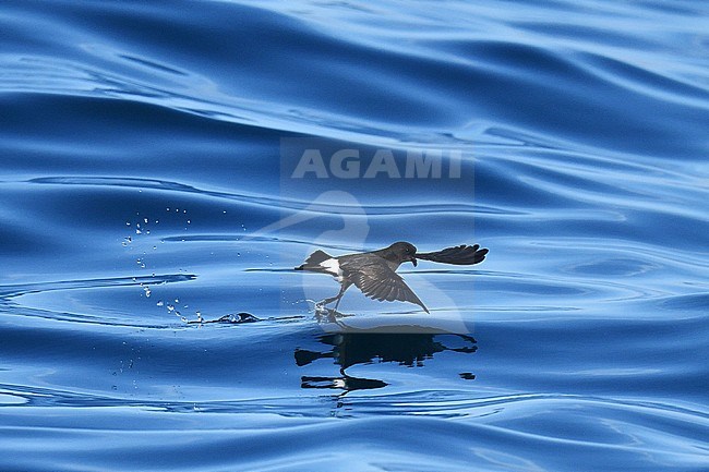European Storm Petrel (Hydrobates pelagicus) flying over the Atlantic Ocean off Portugal during autumn migration. stock-image by Agami/Laurens Steijn,