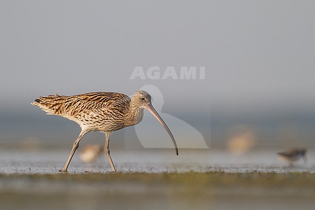 Eurasian Curlew - Großer Brachvogel - Numenius arquatus ssp. orientalis, Oman, adult stock-image by Agami/Ralph Martin,