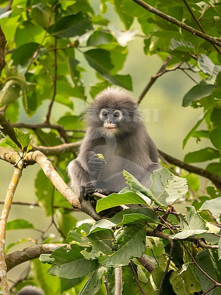 spectacled langur, trachypithecus obscurus stock-image by Agami/Hans Germeraad,