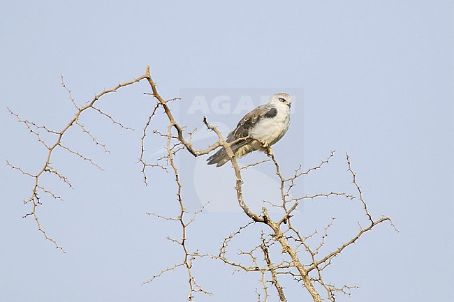 Black-shouldered Kite (Elanus caeruleus caeruleus) juvenile perching in Acacia tree stock-image by Agami/Dick Forsman,