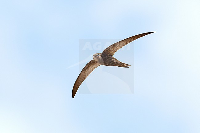Cape Verde Swift (Apus alexandri) flying against a blue sky as a background, Cape Verde stock-image by Agami/Tomas Grim,