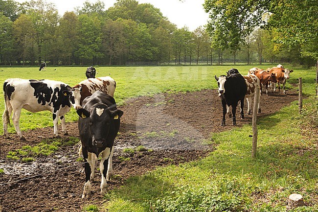 Landscape in Twente, the Netherlands stock-image by Agami/Theo Douma,