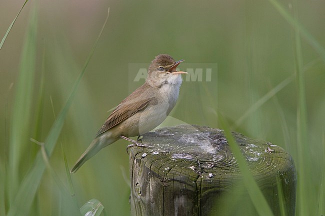 Zingende Kleine Karekiet in het riet; Singing Eurasian Reed Warbler stock-image by Agami/Arie Ouwerkerk,