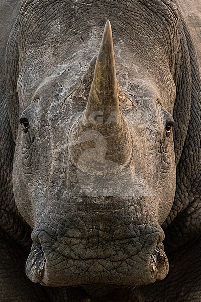 Close up portrait of a white rhinoceros, Ceratotherium simum, looking at the camera. Kalahari, Botswana stock-image by Agami/Sergio Pitamitz,