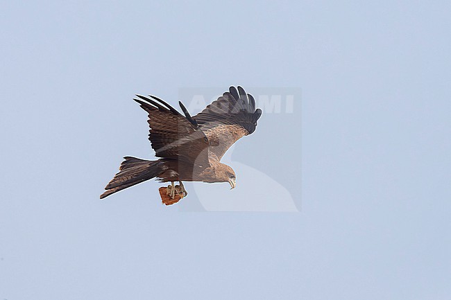 Yellow-billed Kite (Milvus aegyptius aegyptius) in Mogadishu in Somalia. stock-image by Agami/David Monticelli,