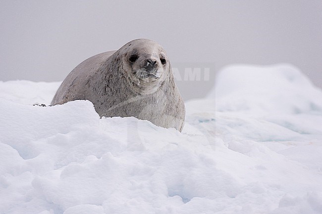A crabeater seal, Lobodon carcinophaga, resting on the ice looking at the camera, Wilhelmina Bay, Antarctica. Antarctica. stock-image by Agami/Sergio Pitamitz,