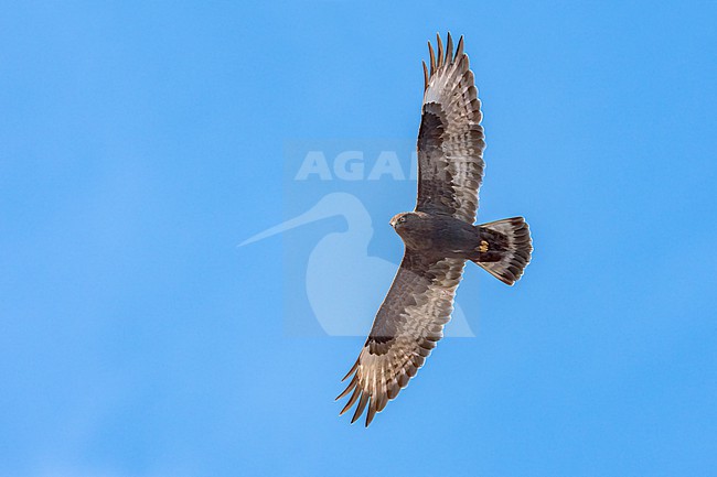 Adult dark morph
Mackinac Co., MI
April 2025 stock-image by Agami/Brian E Small,