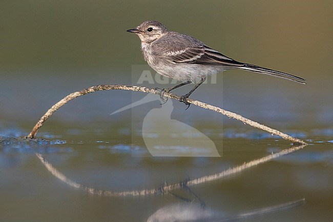 Witte Kwikstaart; White Wagtail; Motacilla alba stock-image by Agami/Daniele Occhiato,