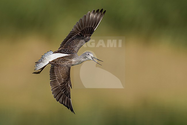Greenshank, Tringa nebularia, in Italy during migration. stock-image by Agami/Daniele Occhiato,