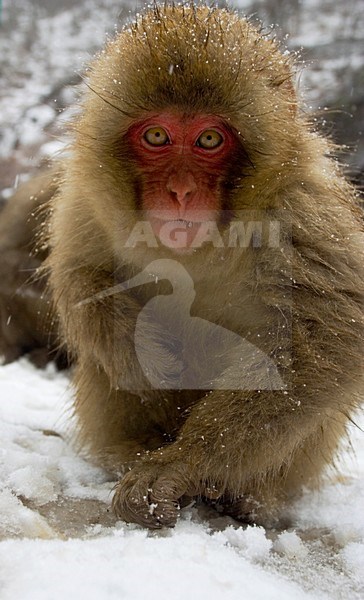 Japanese Macaque immature foraging in the snow; Japanse Makaak onvolwassen fouragerend in de sneeuw stock-image by Agami/Marc Guyt,