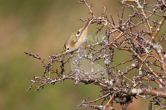 A little Goldcrest is seen in a thorny sea buckthorn bush against a clear green background. Its bright yellow crown is standing out. stock-image by Agami/Jacob Garvelink,