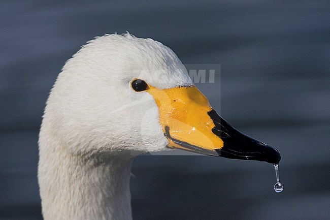 Adult Whooper Swan (Cygnus cygnus) wintering on Hokkaido in Japan. Closeup of the head with a drop of water hanging on the tip of the bill. stock-image by Agami/Marc Guyt,