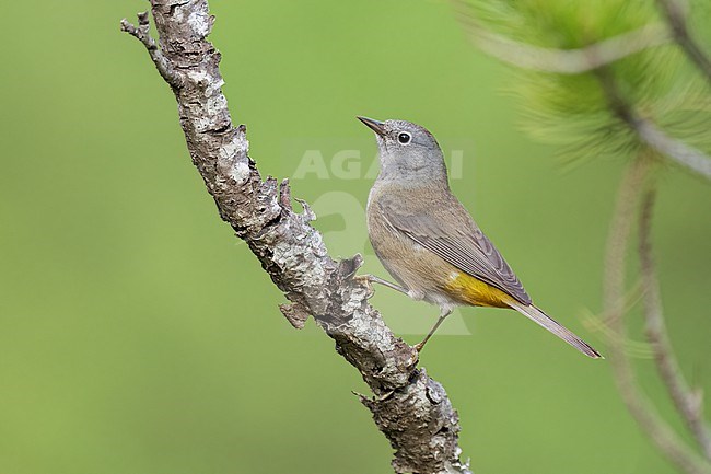 Adult
Coahuila, MX
May 2002 stock-image by Agami/Brian E Small,