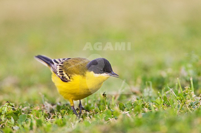 Noordse Gele Kwikstaart; Grey-headed Wagtail; Motacilla thunbergi stock-image by Agami/Marc Guyt,
