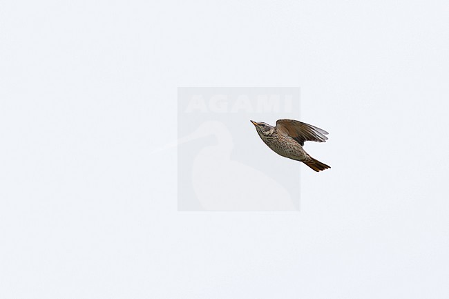 adult female or second year male naumann's thrush (turdus naumanni) in flight, found in Dornod Aimag in Mongolia stock-image by Agami/Mathias Putze,