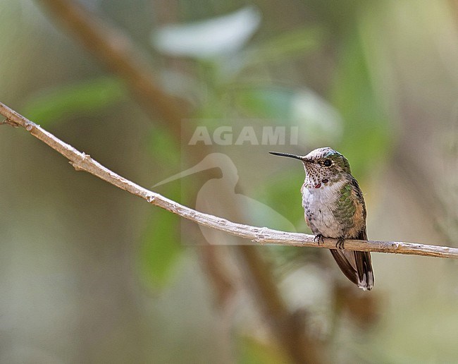 Broad-tailed Hummingbird (Selasphorus platycercus) in Mexico. Probably (sub)adult male. stock-image by Agami/Pete Morris,