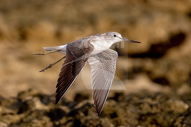 Common Greenshank (Tringa nebularia) in flight on a beach at low tide in Mogadishu, Somalia. stock-image by Agami/David Monticelli,