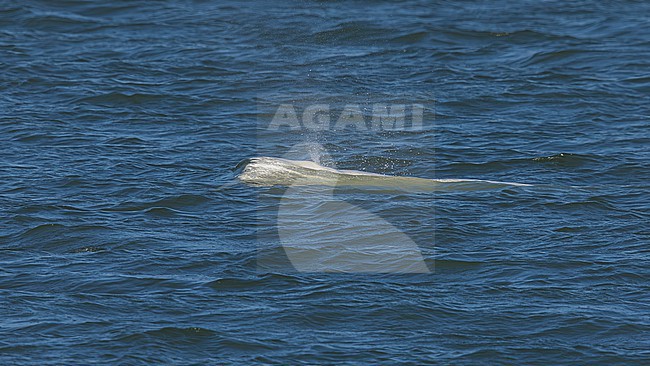 Beluga Whale (Delphinapterus leucas) swimming off Oostende, West Flanders, Belgium. stock-image by Agami/Vincent Legrand,