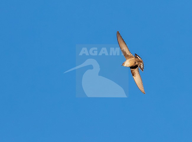 Crag Martin (Ptyonoprogne rupestris) in flight in Spain. Seen from below. stock-image by Agami/Marc Guyt,