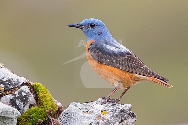 Common Rock Thrush (Monticola saxatilis), side view of an adult male standing on a rock, Abruzzo, Italy stock-image by Agami/Saverio Gatto,