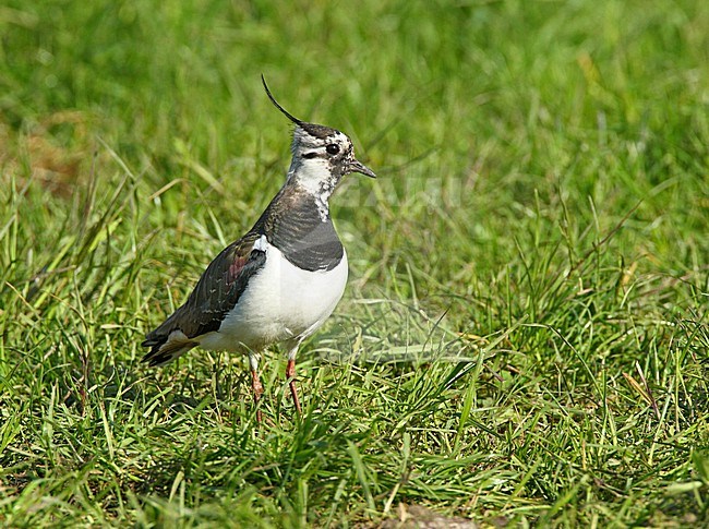 Kievit, Northern Lapwing stock-image by Agami/Roy de Haas,