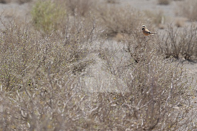 Iranian ground jay (Podoces pleskei) or Pleske's ground jay, in desert of Iran. Known as Zaghbur in Persian stock-image by Agami/James Eaton,