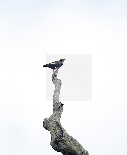 Golden-crested Myna (Ampeliceps coronatus) perched in tree at Kaeng Krachan National Park, Thailand stock-image by Agami/Helge Sorensen,