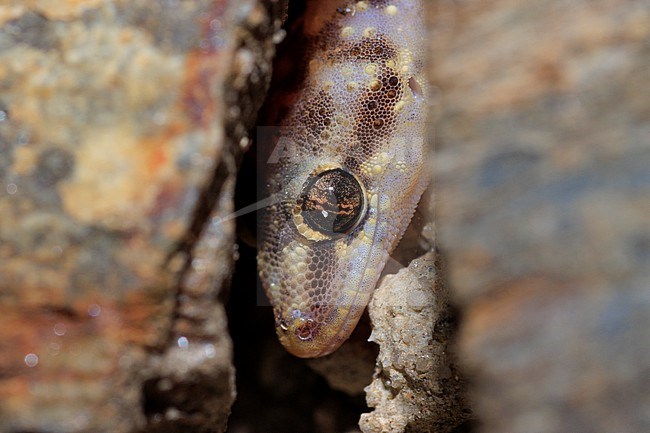 Turkish Gecko (Hemidactylus turcicus) taken the 09/02/2022 at Hyères - France. stock-image by Agami/Nicolas Bastide,