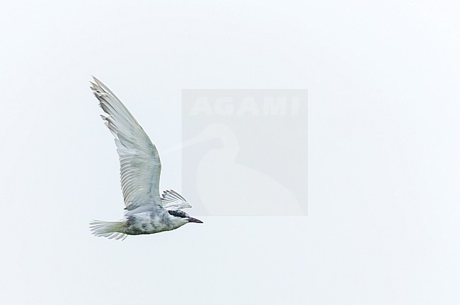 Autumn plumaged adult Whiskered Tern (Chlidonias hybrida) in the Ebro Delta in Spain. stock-image by Agami/Marc Guyt,