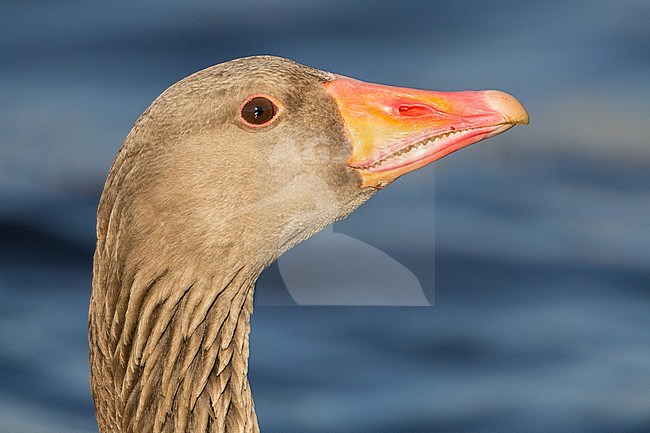 Portrait of a Greylag Goose stock-image by Agami/Menno van Duijn,